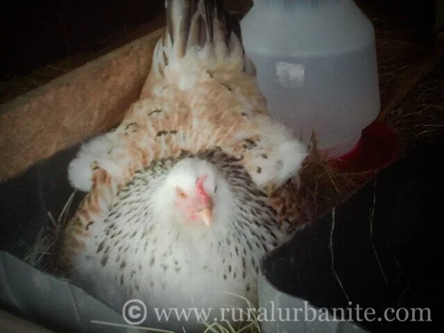 Easter Egger Hen Brooding Her Clutch