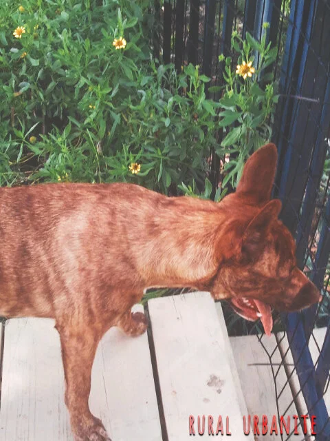 Apollo The Tiger Pit and Marshgrass Flowers