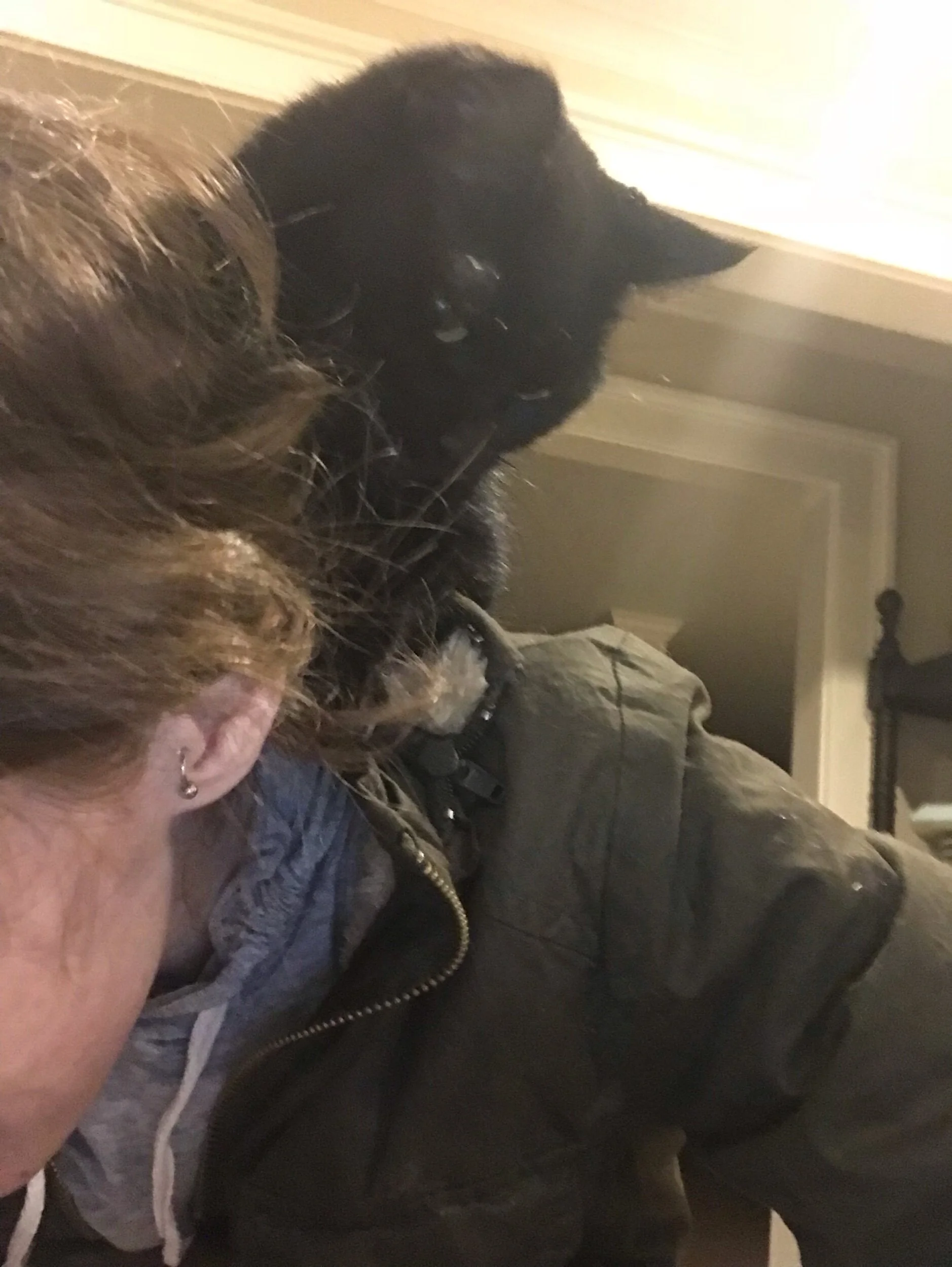 How All of My Cats Ride Me