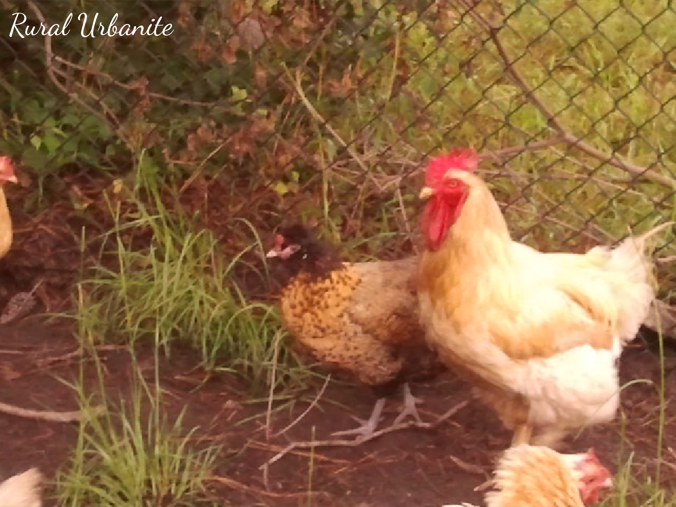 A King and His Queen