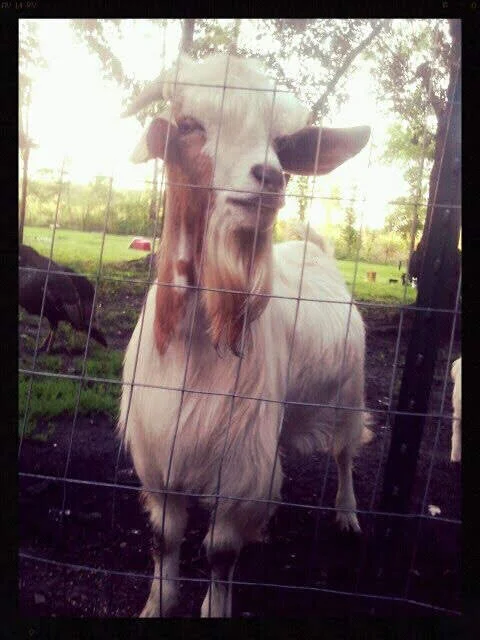 Hey Mr. Goat!