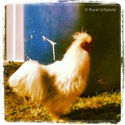 Suki the Japanese Silkie
