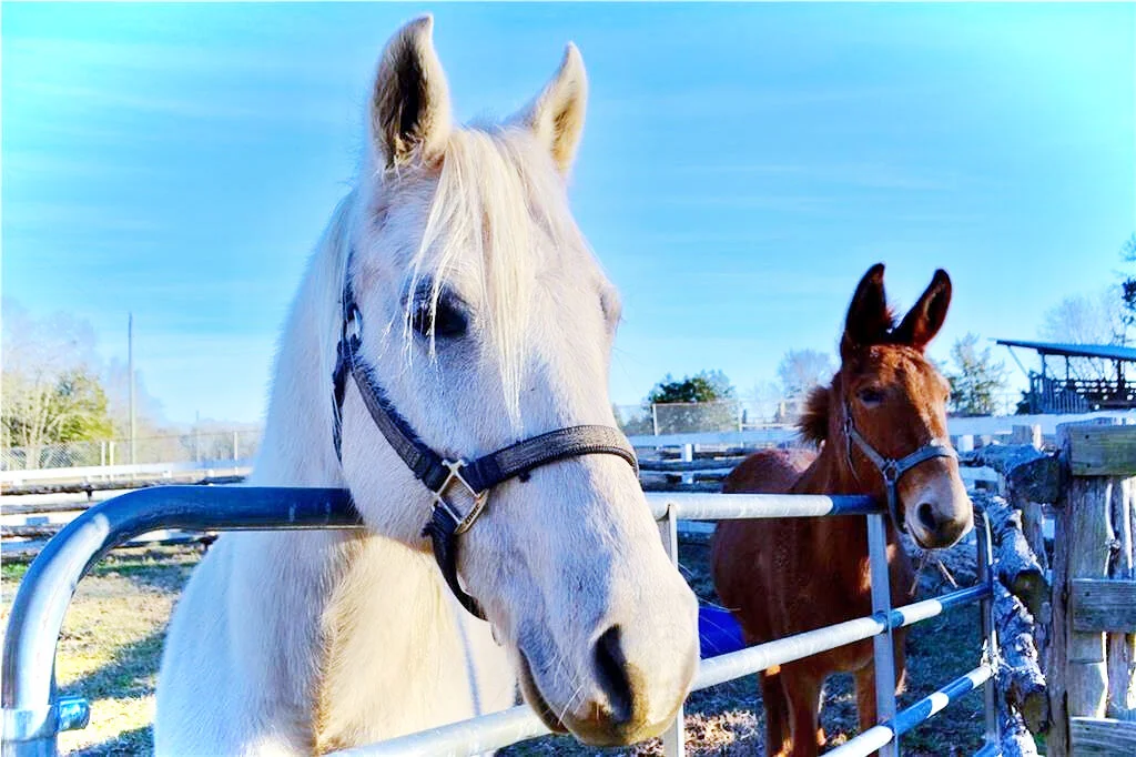 White Horse Brown Mule Beauty