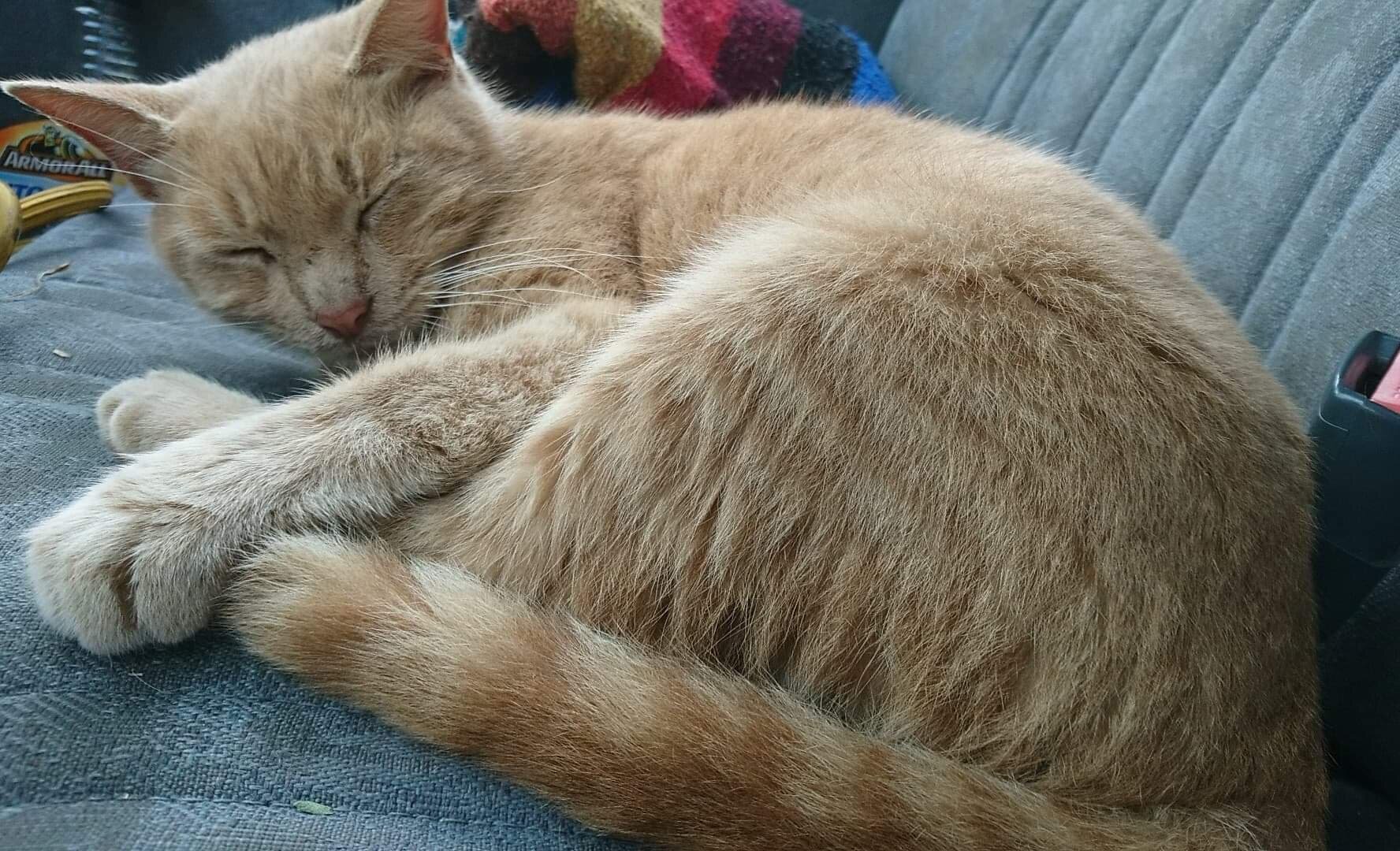 Sleeping in the Camper