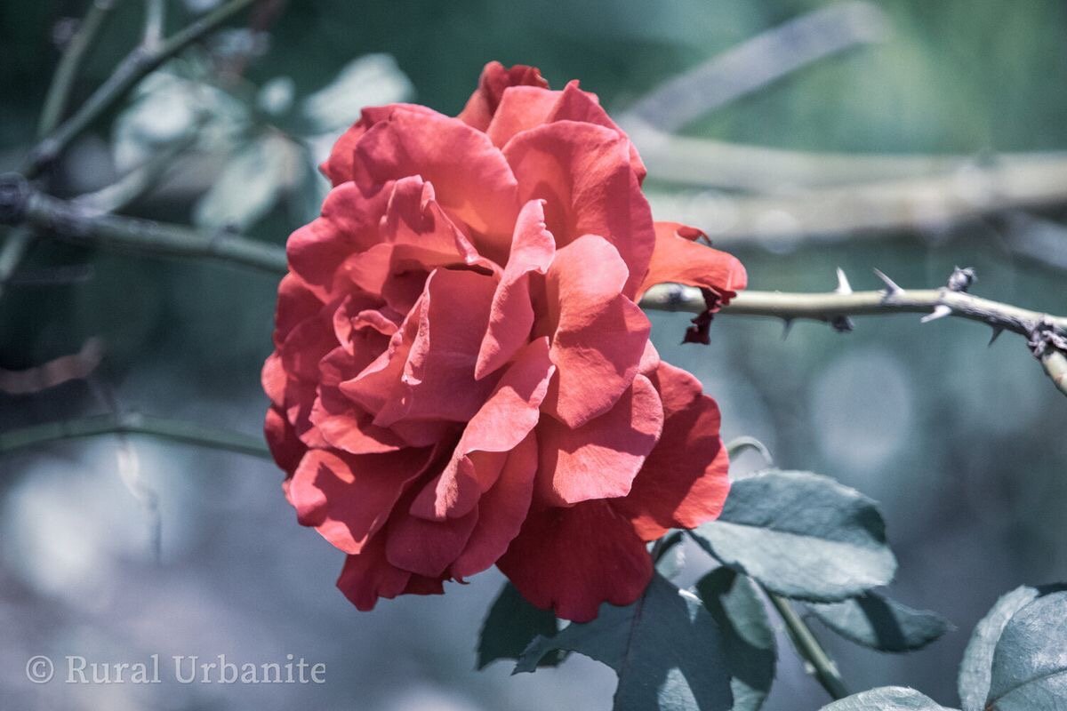 Cottage Rose