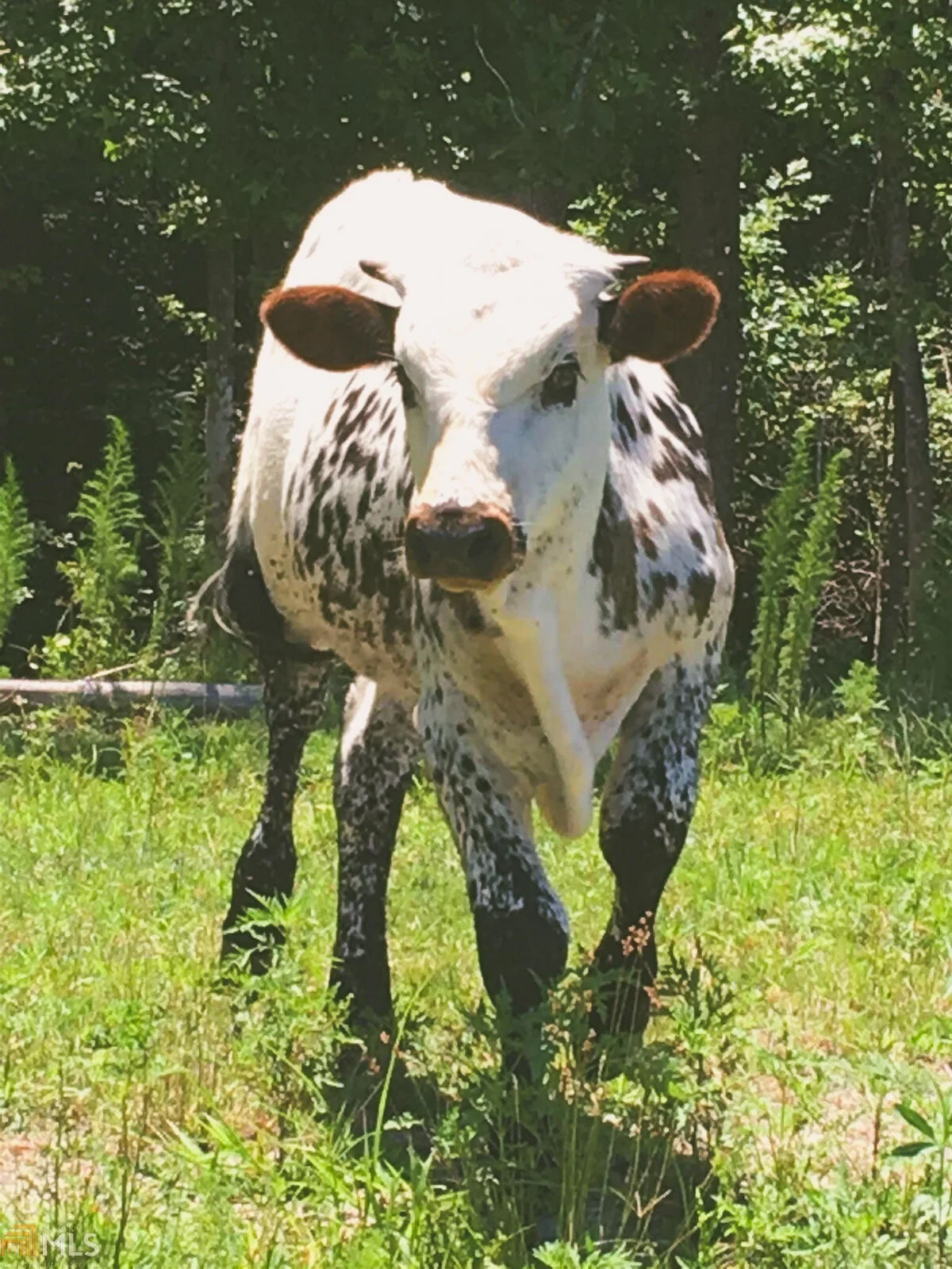 Pretty Texas Longhorn Calf
