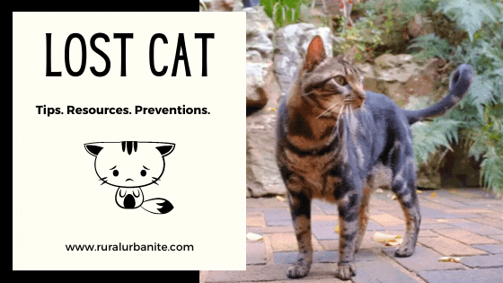 Lost Cat | Tips Resources Prevention | The Flyer