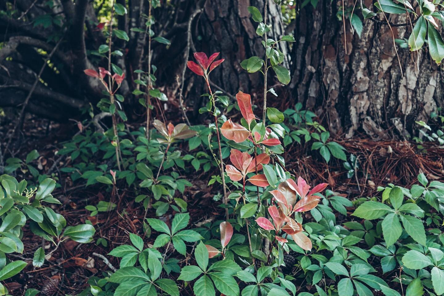 🍂🍃 when u pretend you&rsquo;re in the forest, but you&rsquo;re in the front yard of the neighbor with giant tree 😊❤️.

#imagination #forestlovers #neighborlylove #forestphotography #dslr 
#nofilter #weedsareflowerstoo #groundcover #redleaves #oakt