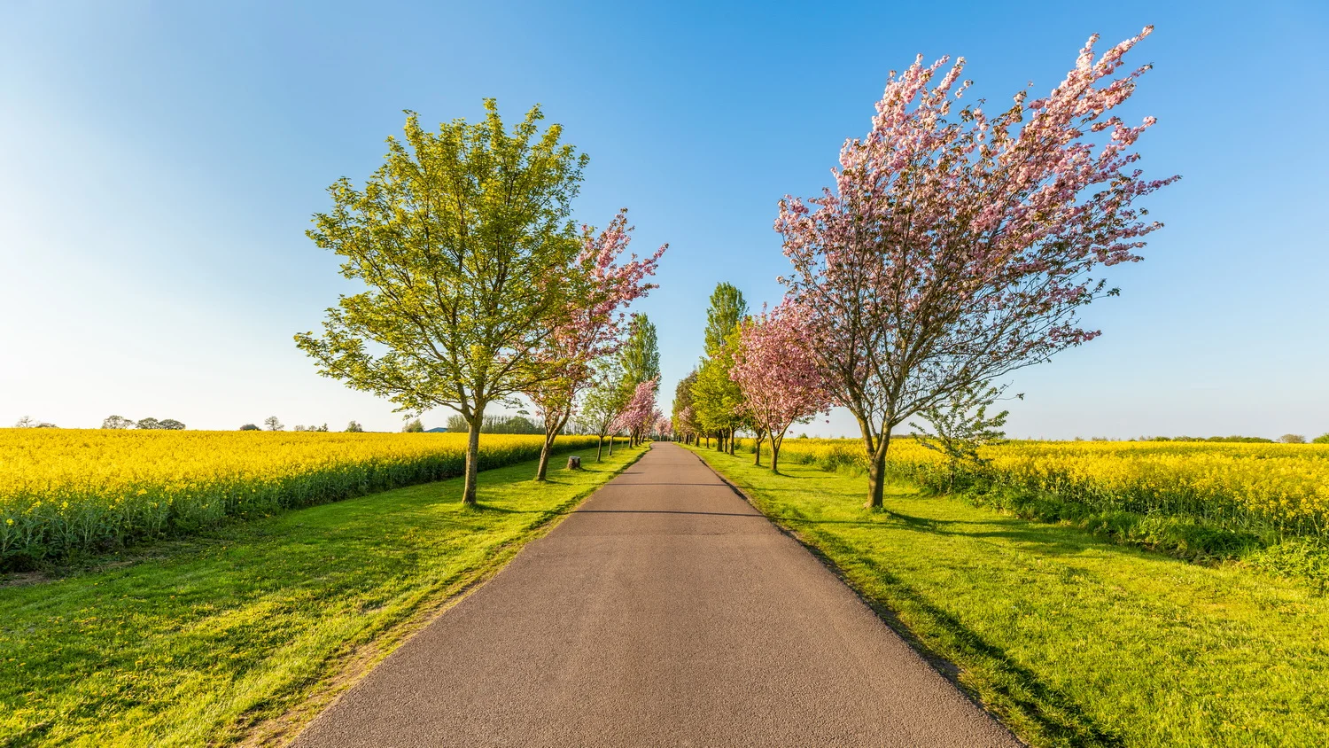 The Path to Spring Blossom