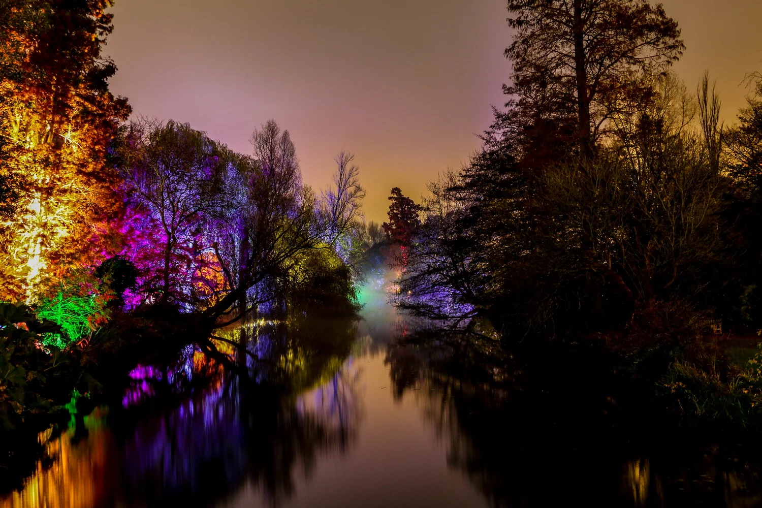 The Enchanted Woodland