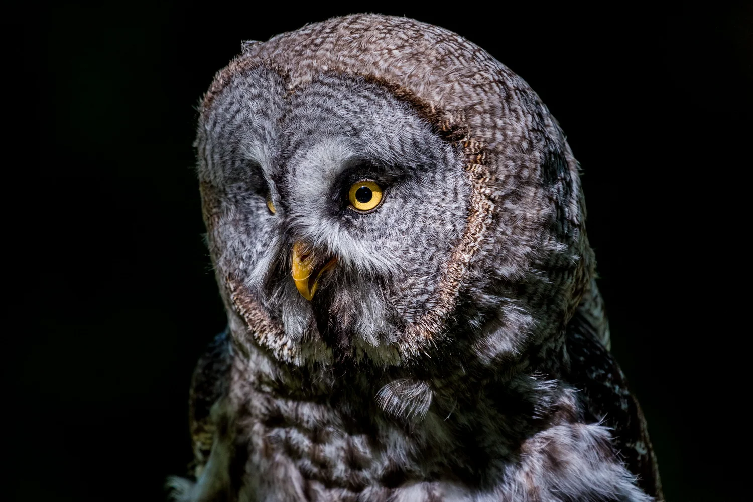 The Bearded Screech Owl