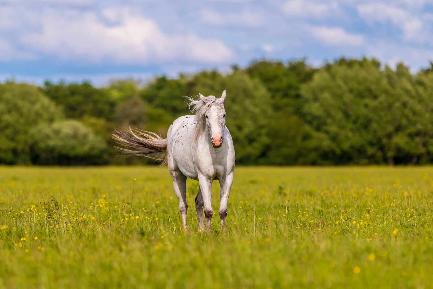 Tranquil White Horse