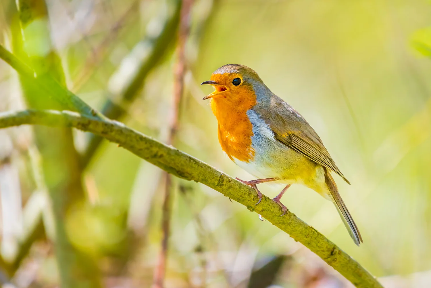 A Robin's Song