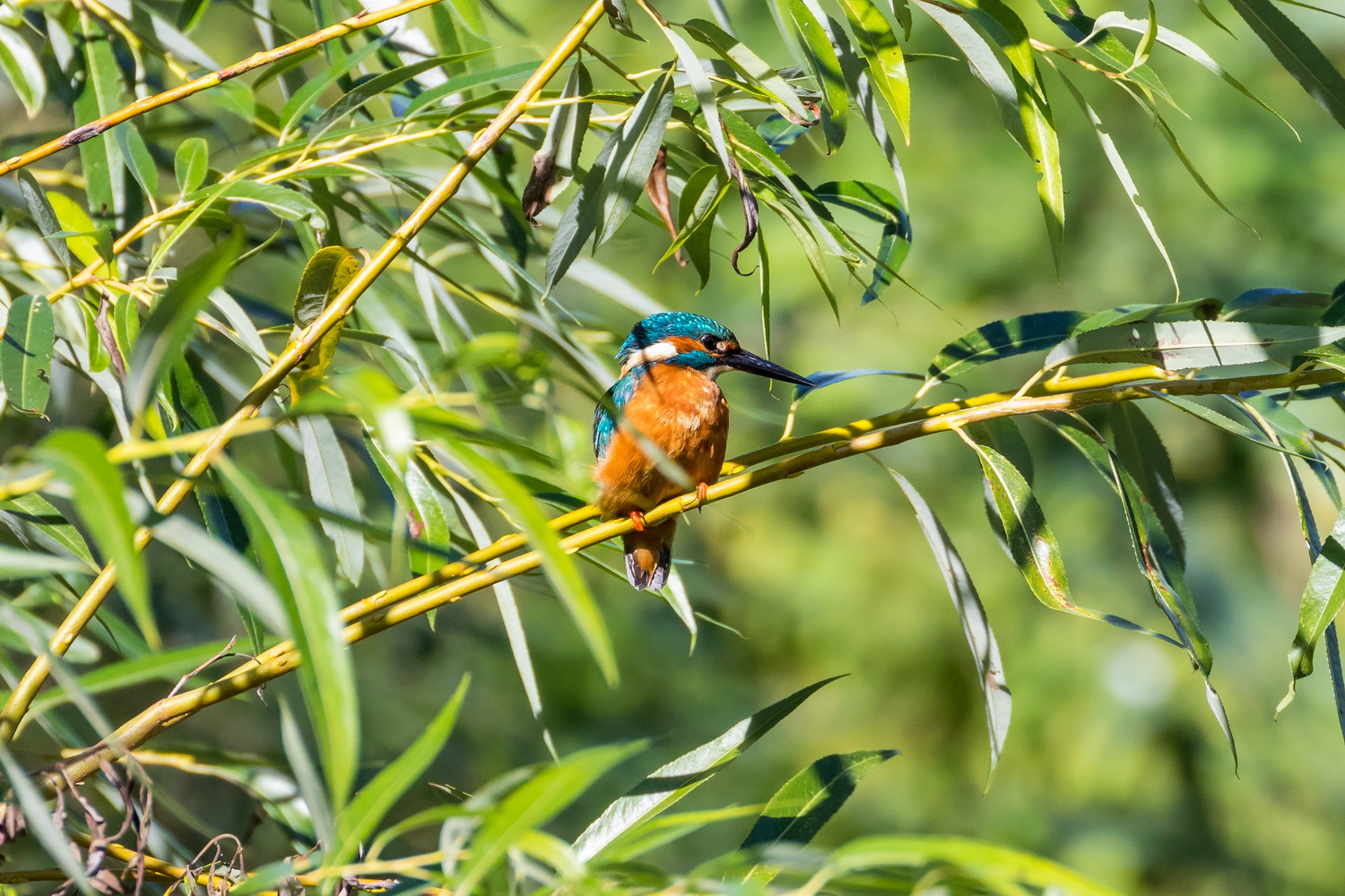The Curious Fledgling