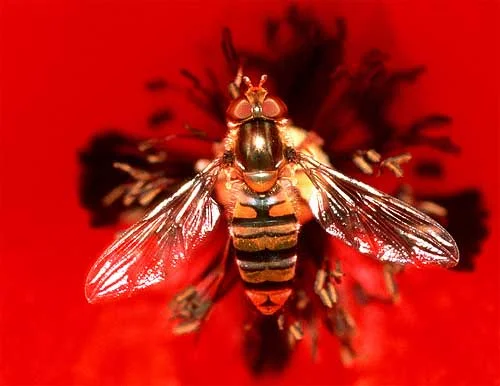 The rear abdomen of this bee has been strongly coloured by red light reflecting from the poppy.