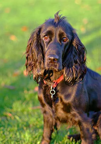 Here the glossy coat of this dog beautifully reflects the yellow evening light on one side and the blue sky on the other.