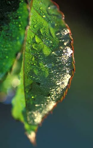 Side lighting can be used to great effect to reveal form and texture.
