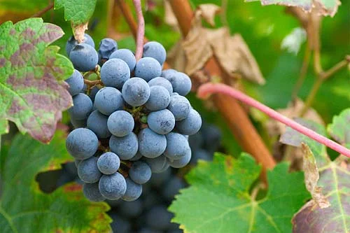 The diffuse light from the sky shows the form of these grapes but the contrast is soft enough that very little is lost in total shadow. Again the colours are very saturated.