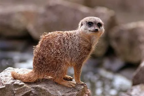 Here the stronger light from the sky is bright enough to outline the meerkat but the shadow beneath him is still soft because the sunlight is being diffused by cloud. Notice also how there is no blue in the shadows since there is no blue sky.