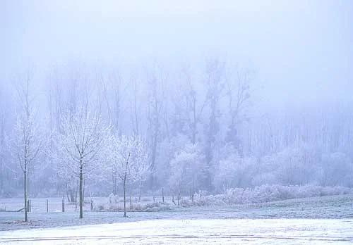 This snow scene is shrouded in heavy fog and this creates very diffuse lighting, there isn't any shadow whatsoever beneath the trees.