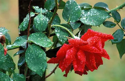 Small drops of water will cause a multitude of specular highlights on a surface, even in overcast light such as this. Note that the drops are reflecting the white sky.