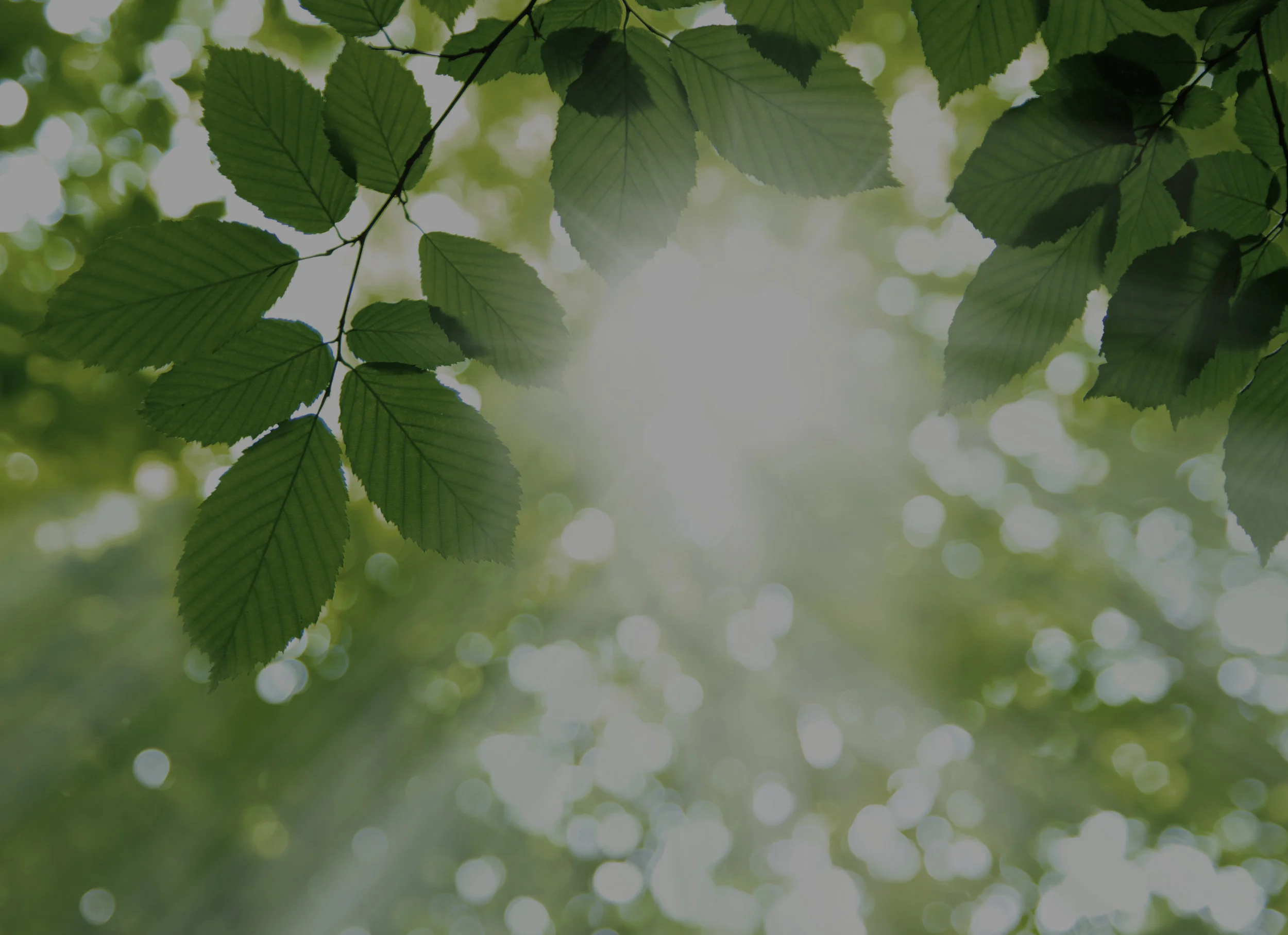 website banner dark.jpg