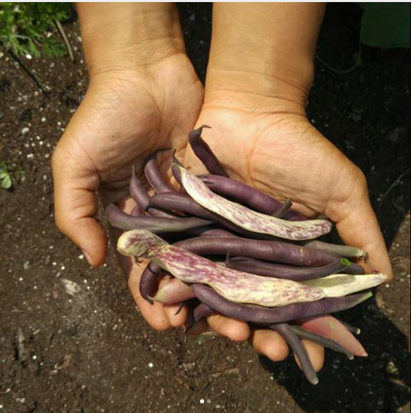 mk-beans-garden.jpg.png