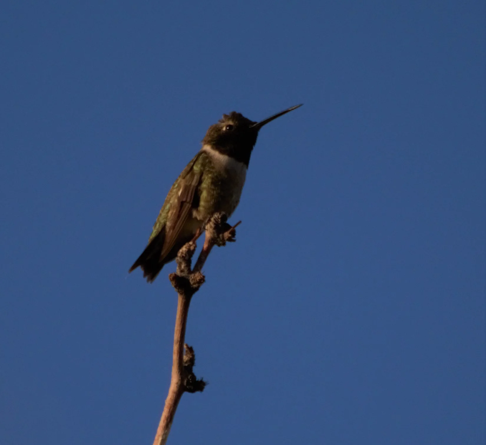 DSC_0647.jpg