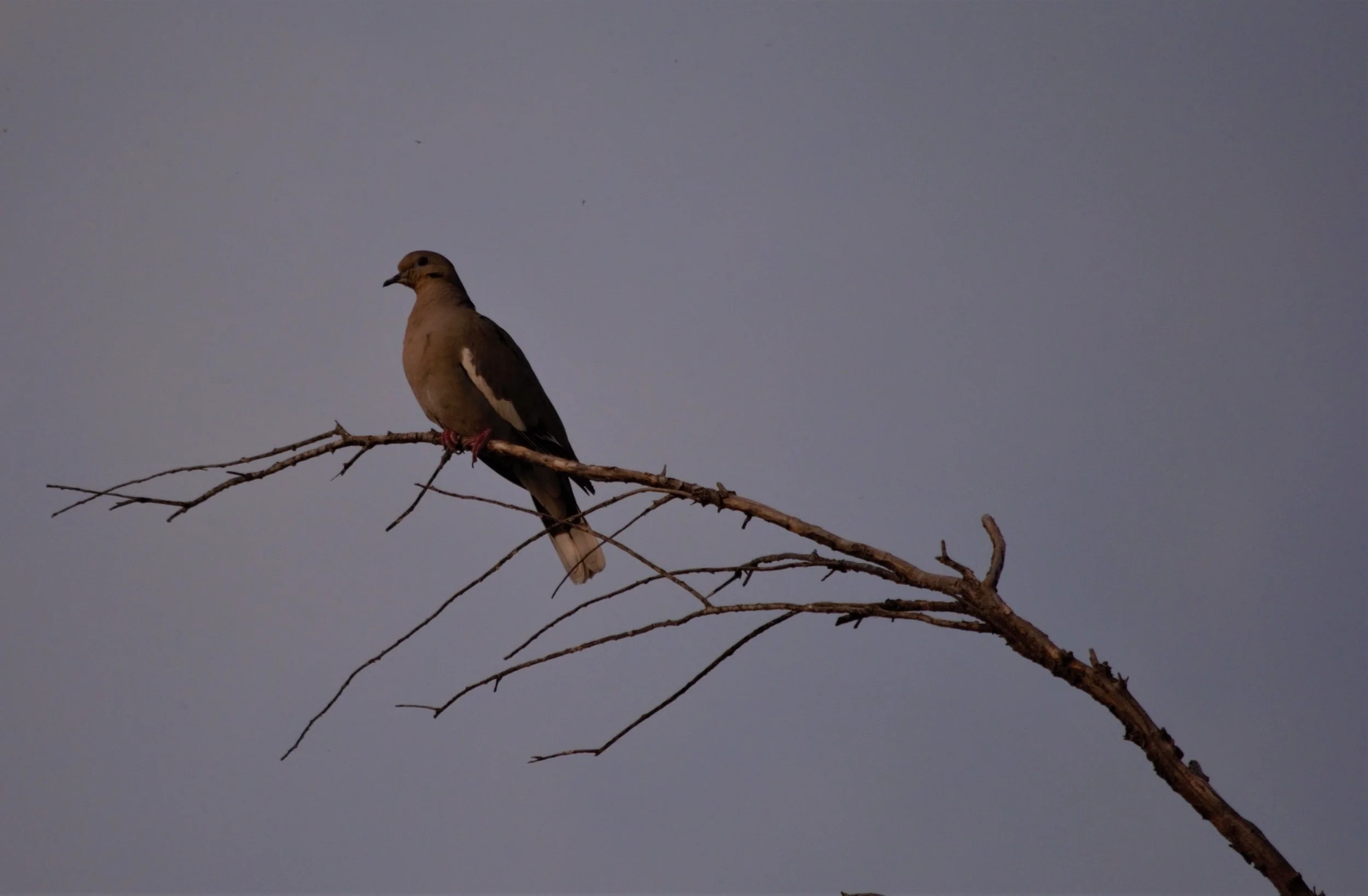 DSC_0693.jpg