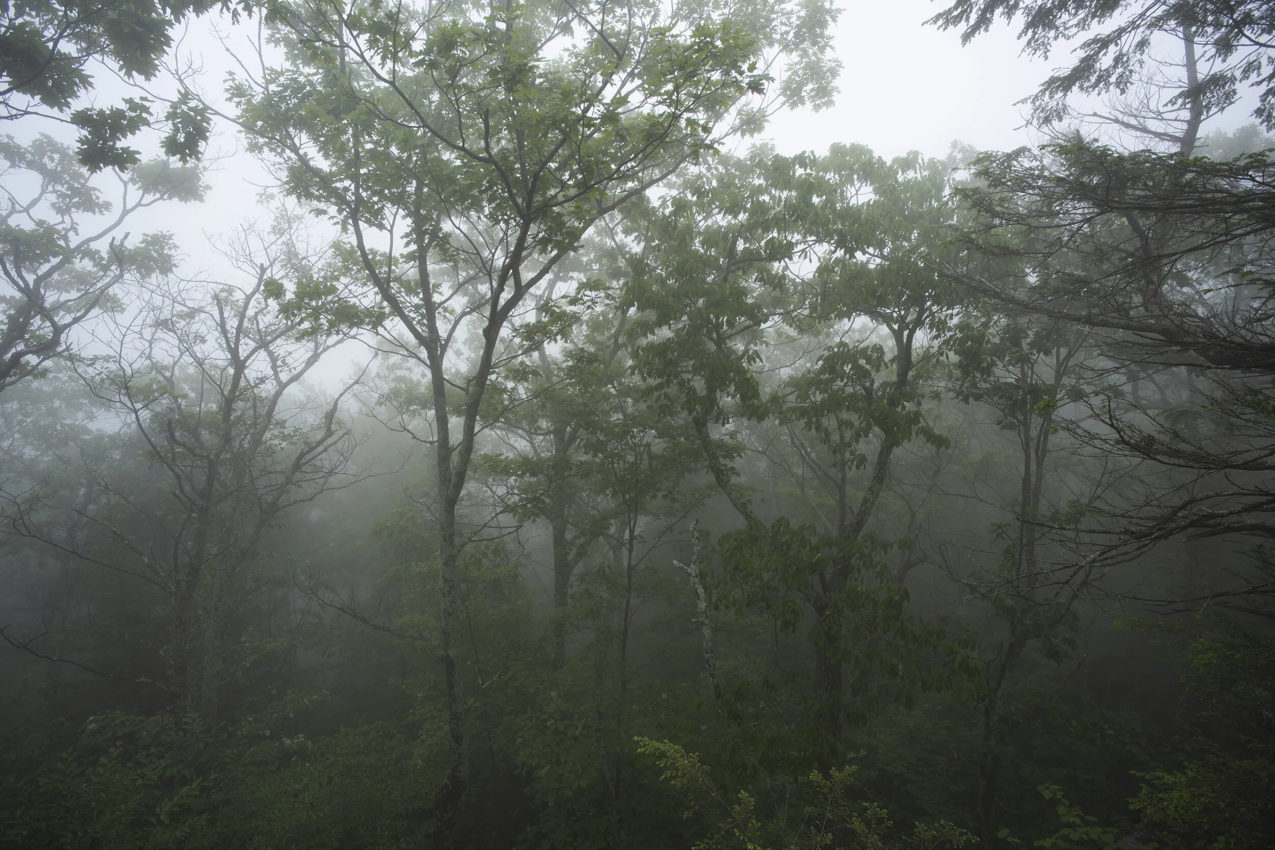 DSC_6965.jpg