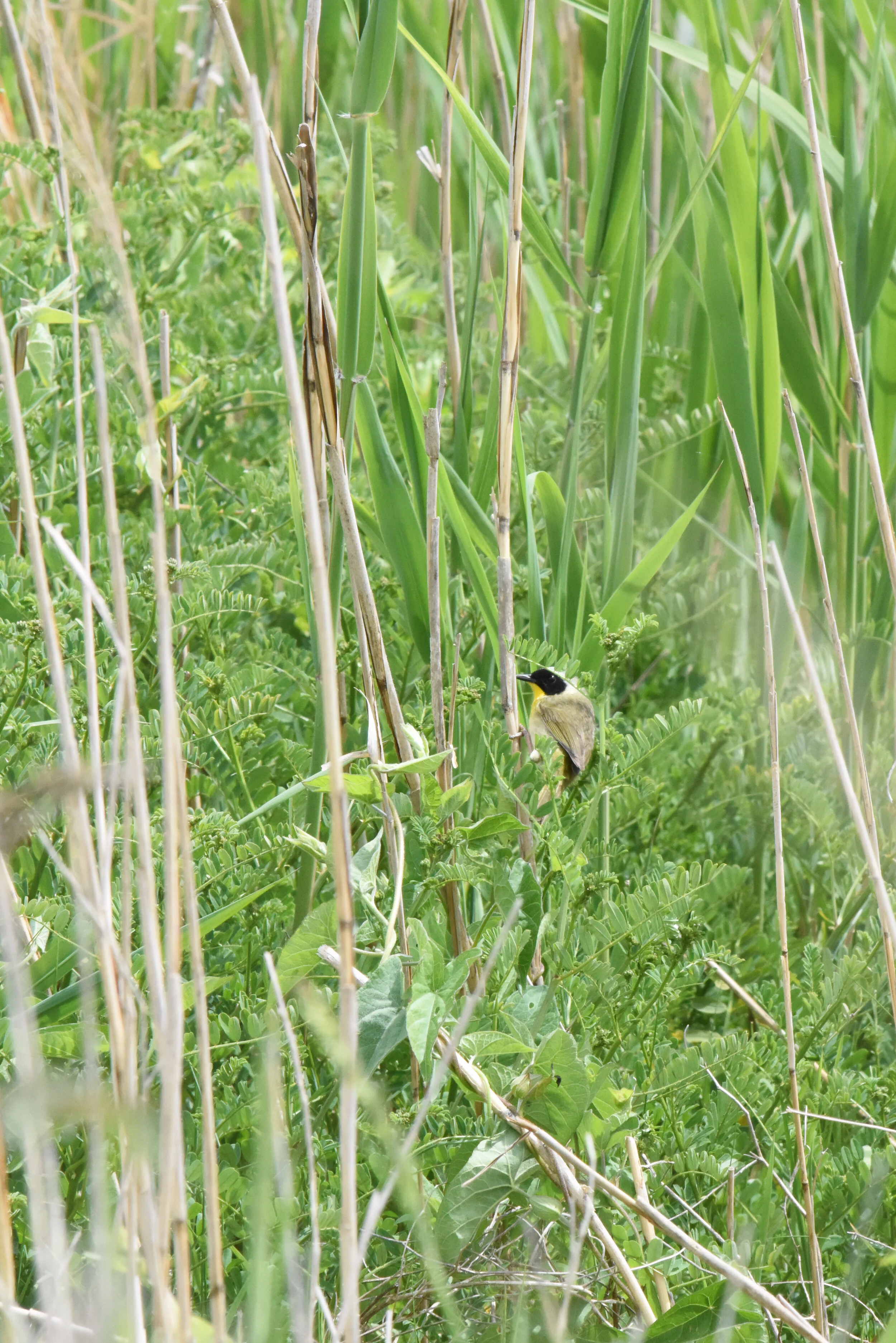 DSC_8834.jpg