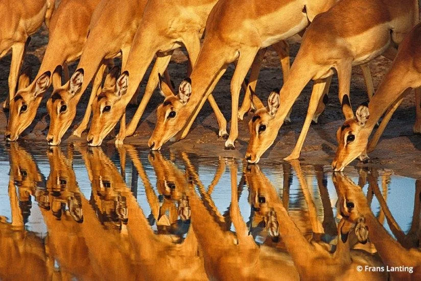 Frans Lanting Capturing The Essence Of Nature And Wildlife Through The Frans Lanting Capturing The Essence Of Nature And Wildlife Through The