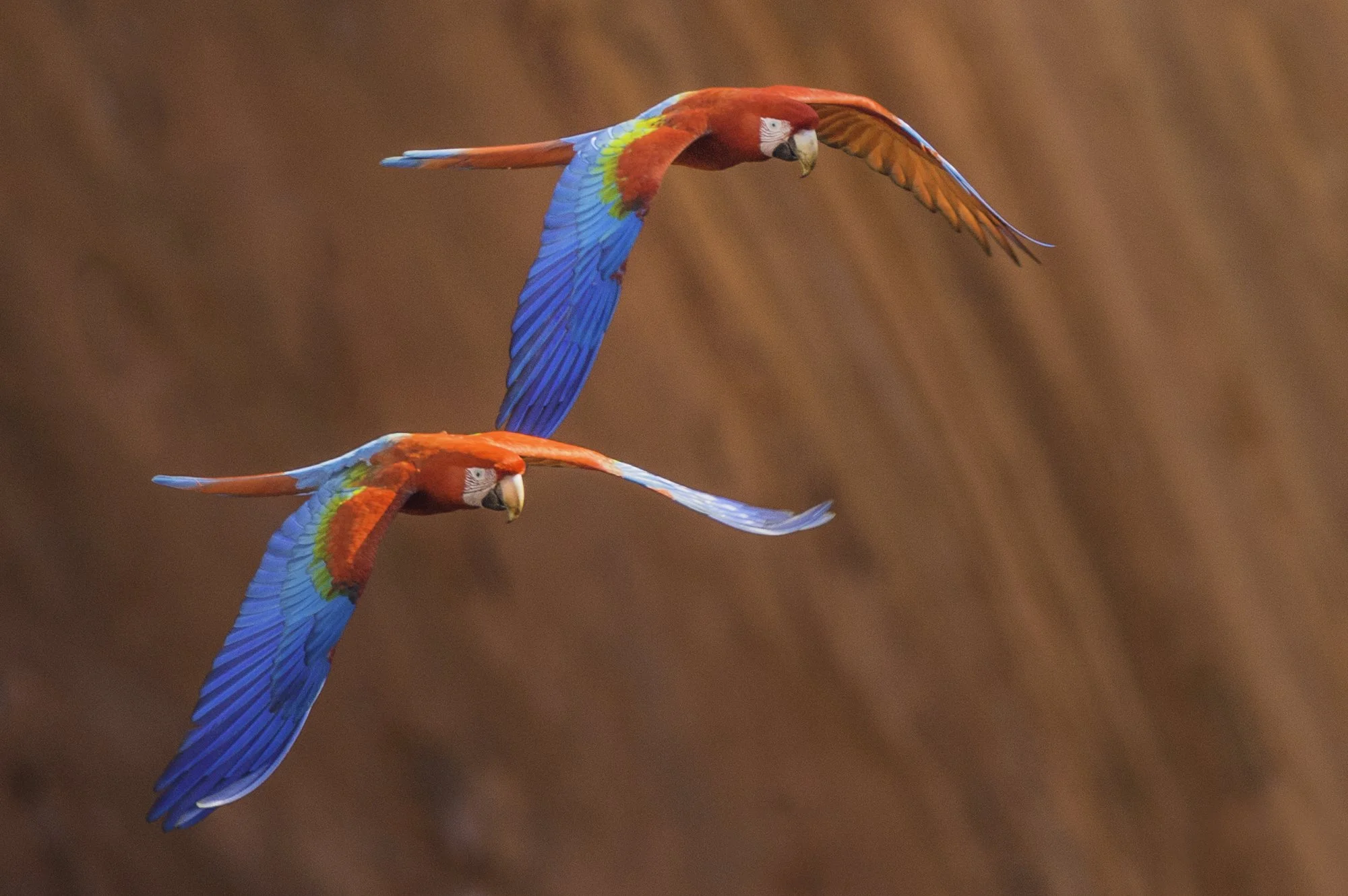 Frans Lanting Capturing The Essence Of Nature And Wildlife Through The Frans Lanting Capturing The Essence Of Nature And Wildlife Through The