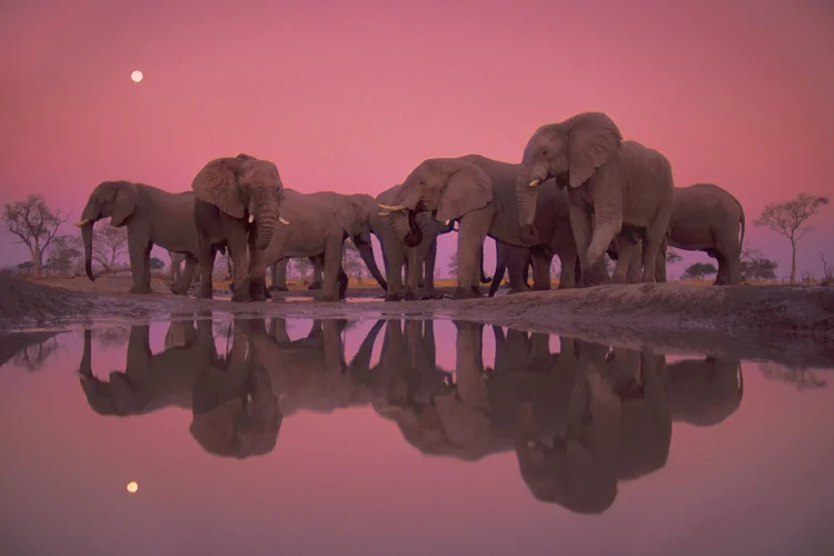 Elephants at Twilight, Botswana, 1989, by Frans Lanting