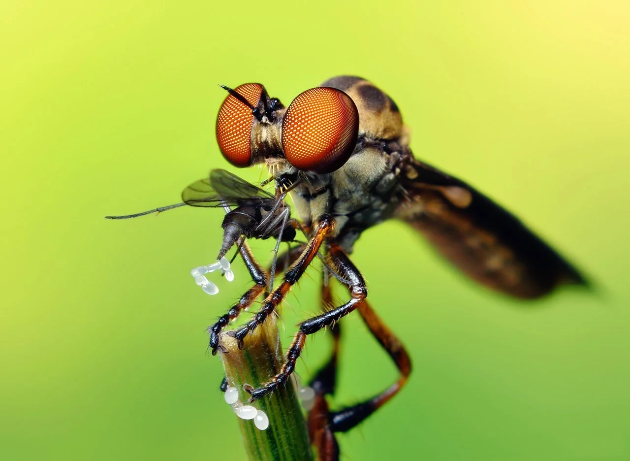 Lenttes Insect Thomas Shahan: Unraveling the Intricate World of Macro Photography ...