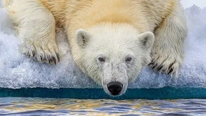 Wildlife photography