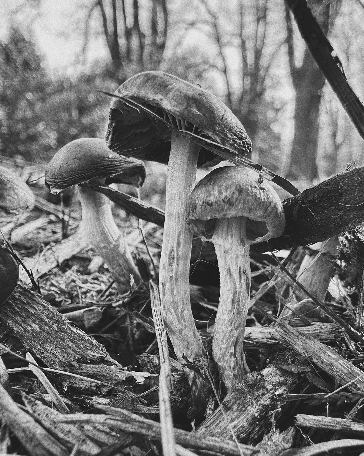 YingAng_FruitingBodies_portfolio_23.jpeg