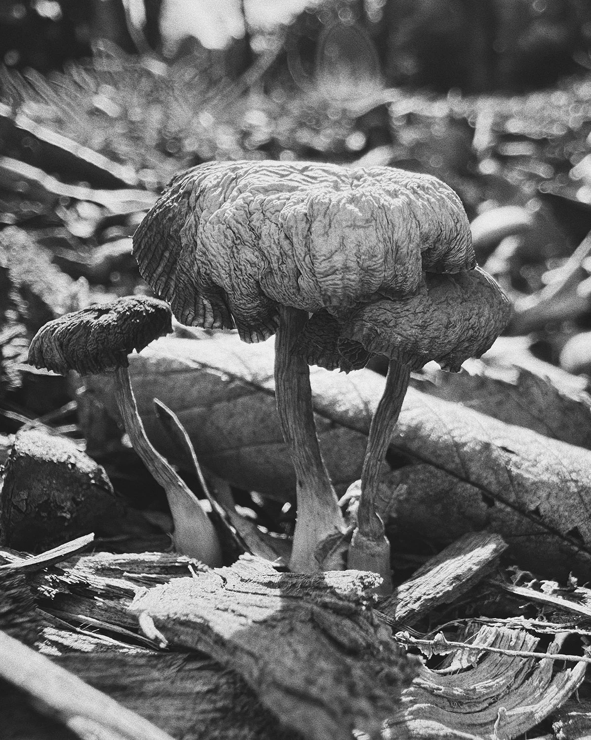 YingAng_FruitingBodies_portfolio_25.jpeg