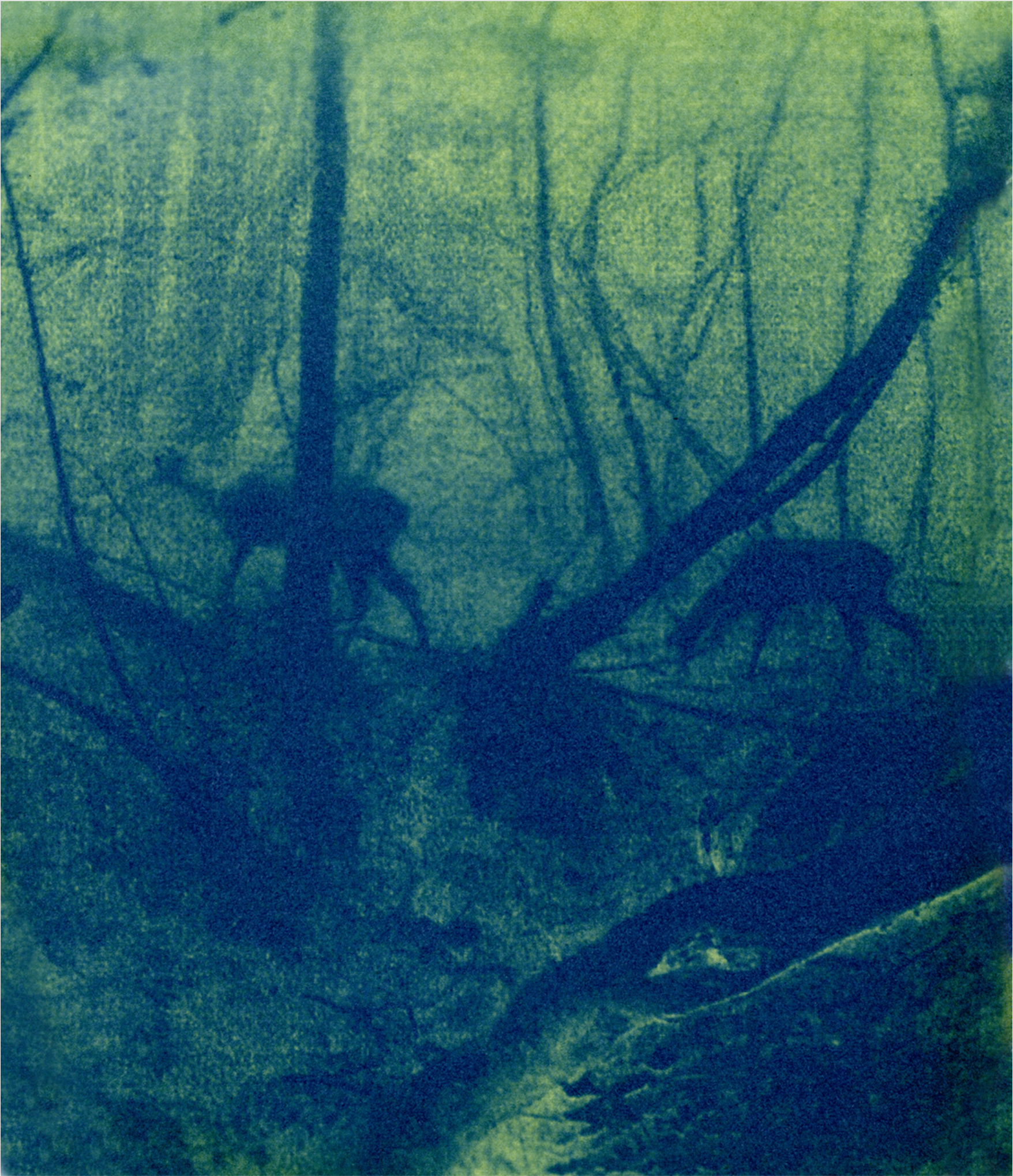 Oreille coupée by Julien Coquentin 3.png
