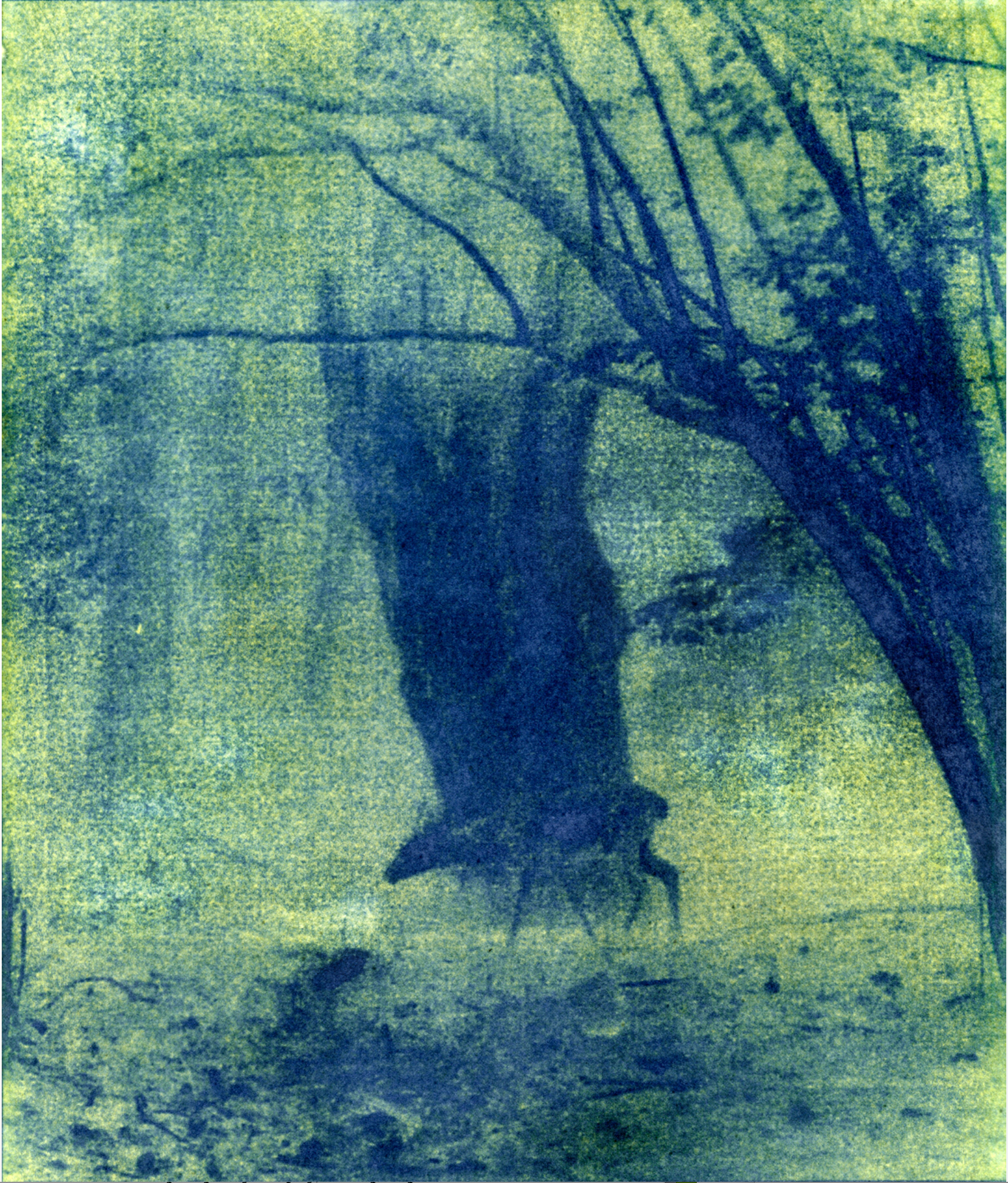 Oreille coupée by Julien Coquentin 4.png