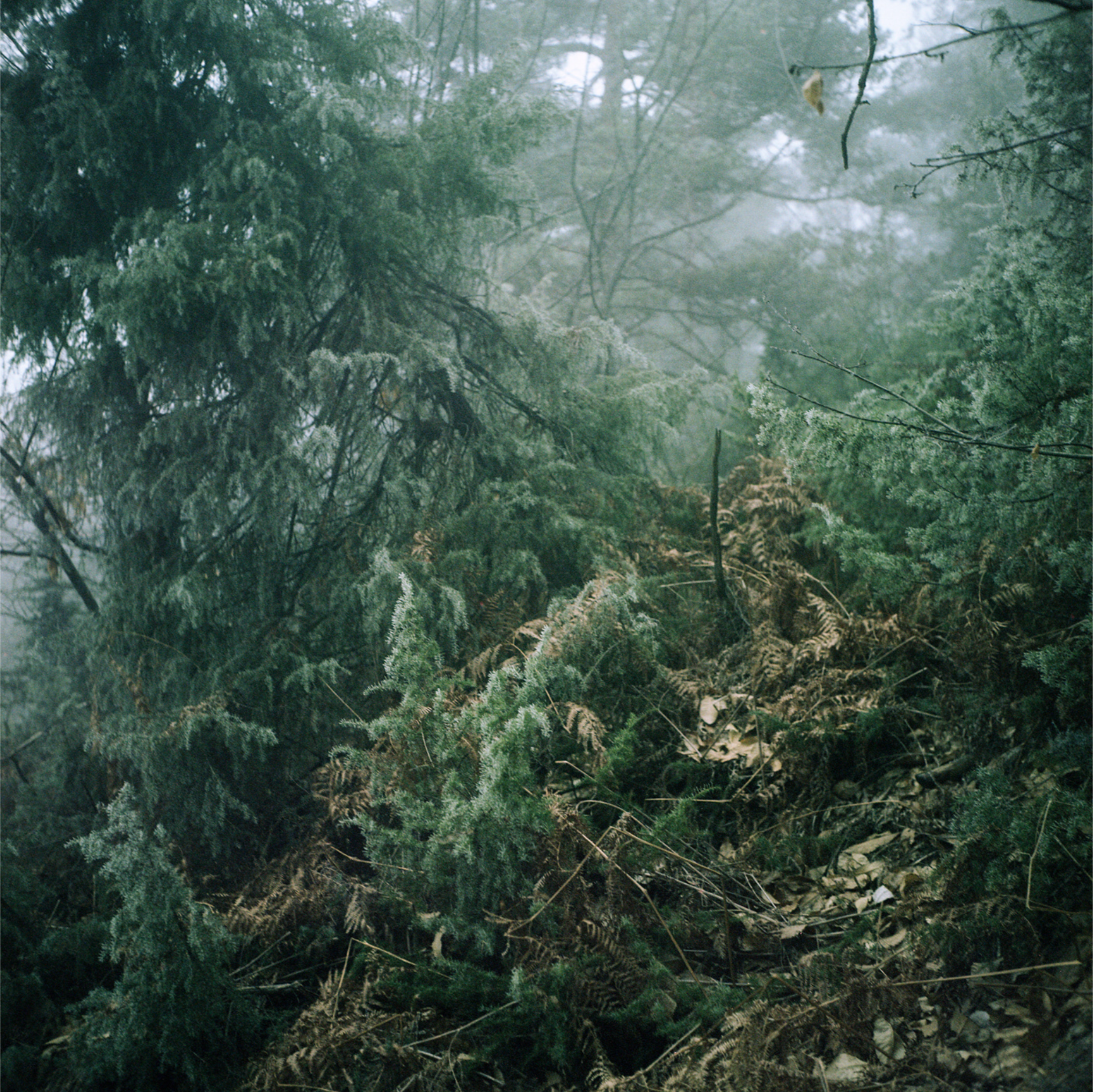 Oreille coupée by Julien Coquentin 12.png