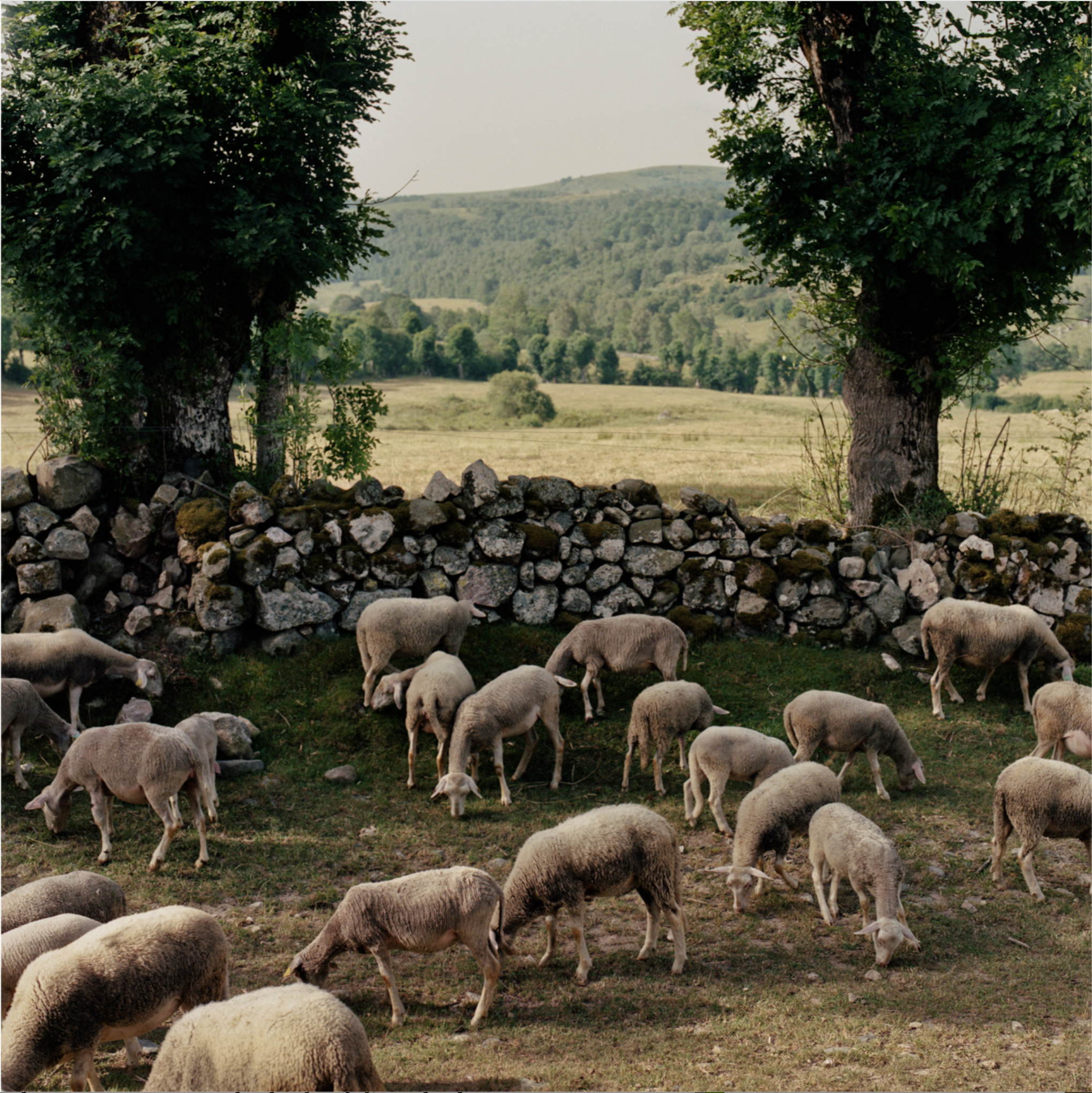 Oreille coupée by Julien Coquentin 16.png