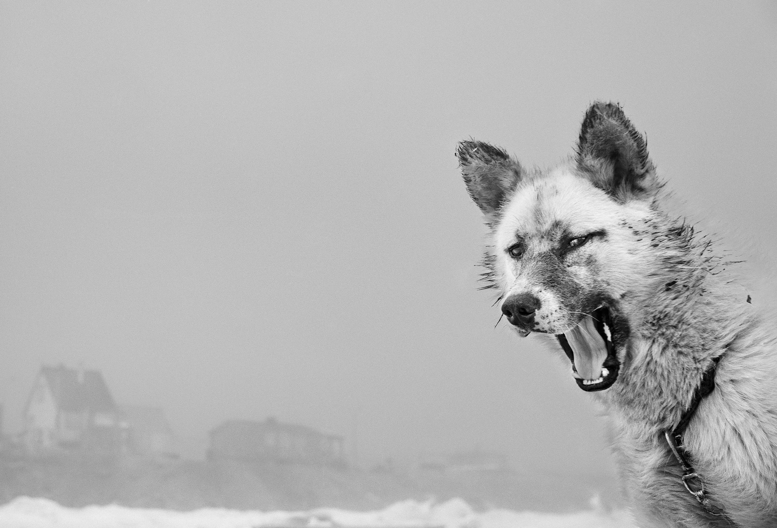 Arctic Heroes - RAX - 113.jpg