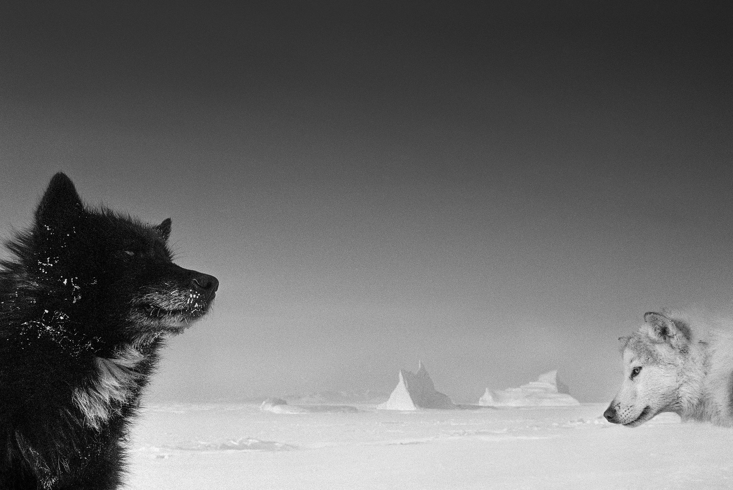 Arctic Heroes - RAX - 115 (1).jpg