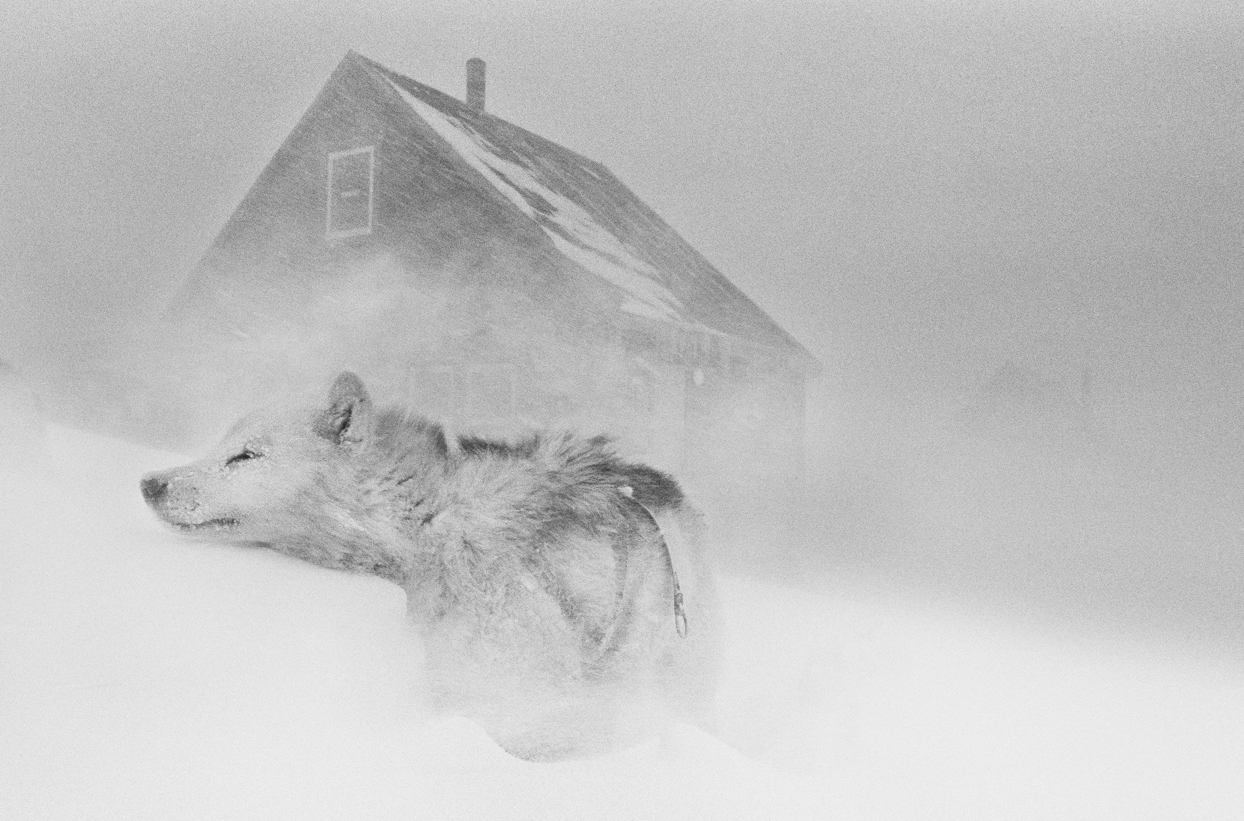 Arctic Heroes - RAX - 131.jpg