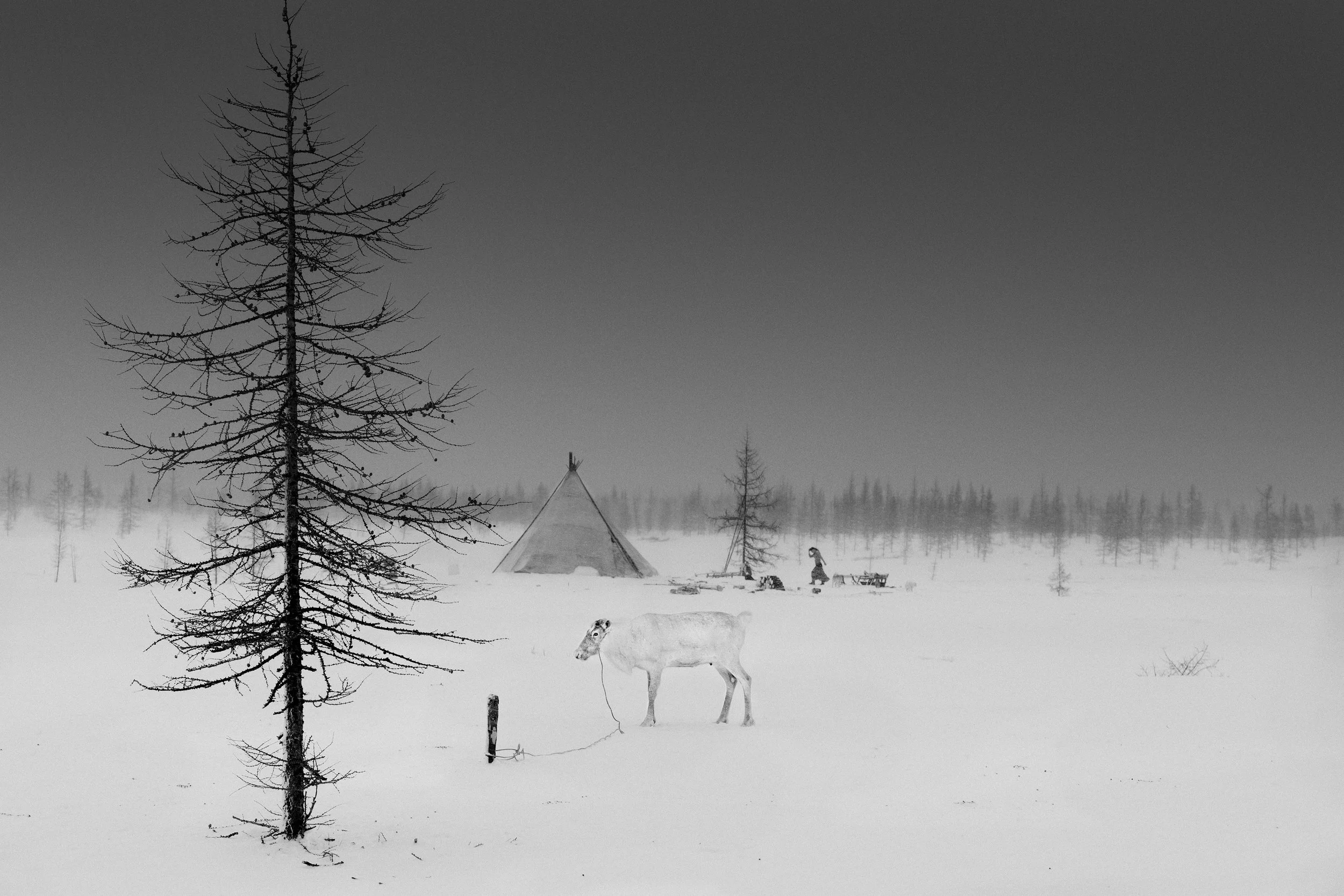 L1210405-Siberia-RAX.jpg