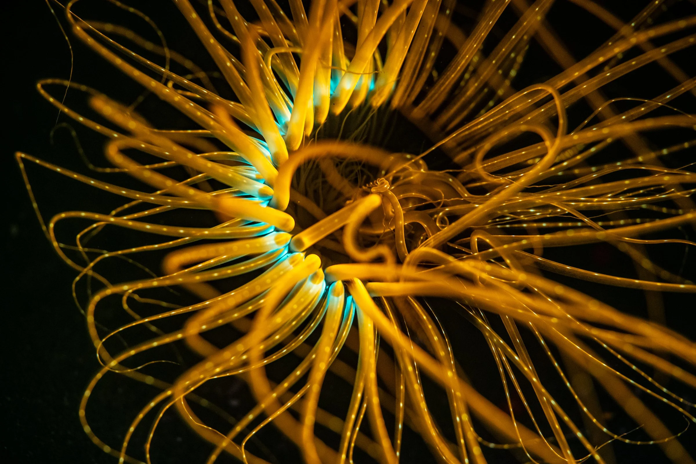 Anenome_Paul Nicklen.jpg