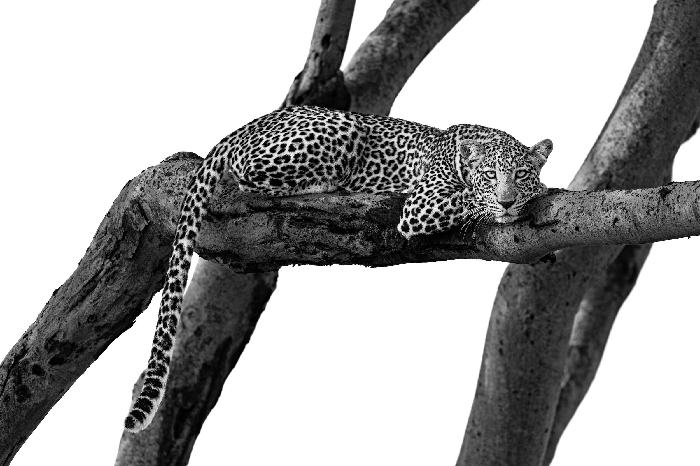 Spot On (black and white)_Paul Nicklen.jpg