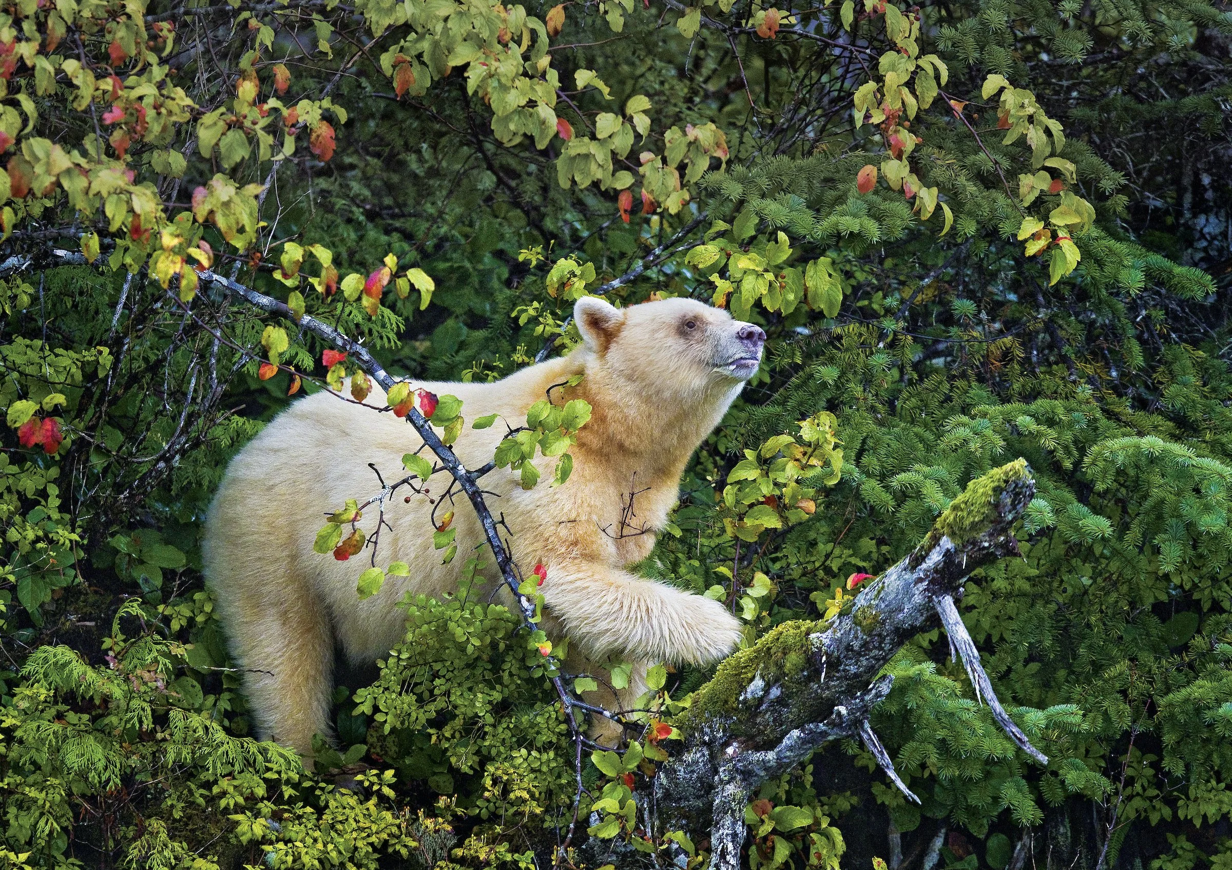 Spirit of the Rainforest_Paul Nicklen.jpg