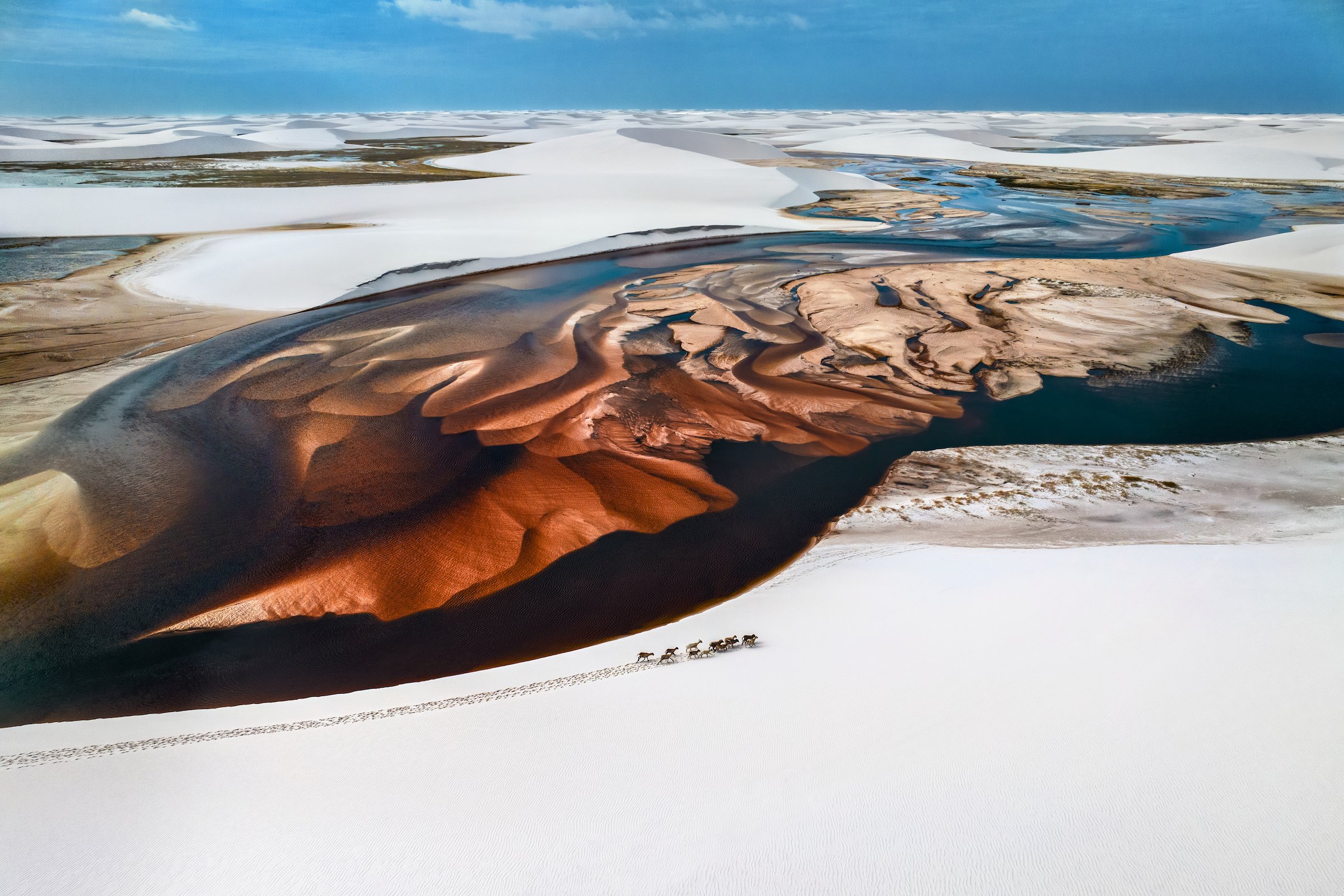 The Herd_Paul Nicklen.jpg
